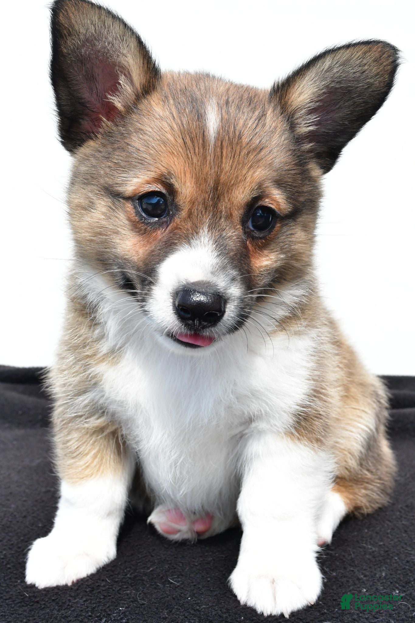 Mixed Breed dogs Nova - Ad 1