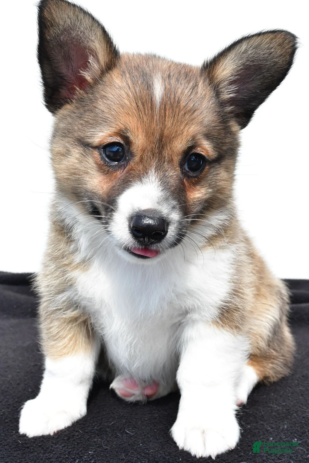 Mixed Breed dogs for sale: Nova - Ad 2