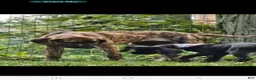 Great Dane dogs for sale: Harlequin Beauty  - Ad 10