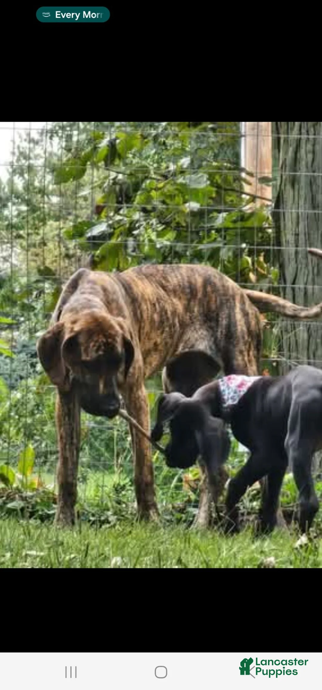 Great Dane dogs for sale: Harlequin Beauty  - Ad 10
