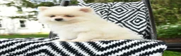 Pomeranian dogs for sale: Gouda - Ad 1
