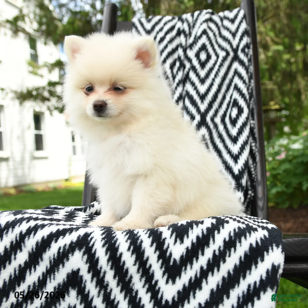 Pomeranian dogs for sale: Gouda - Ad 1