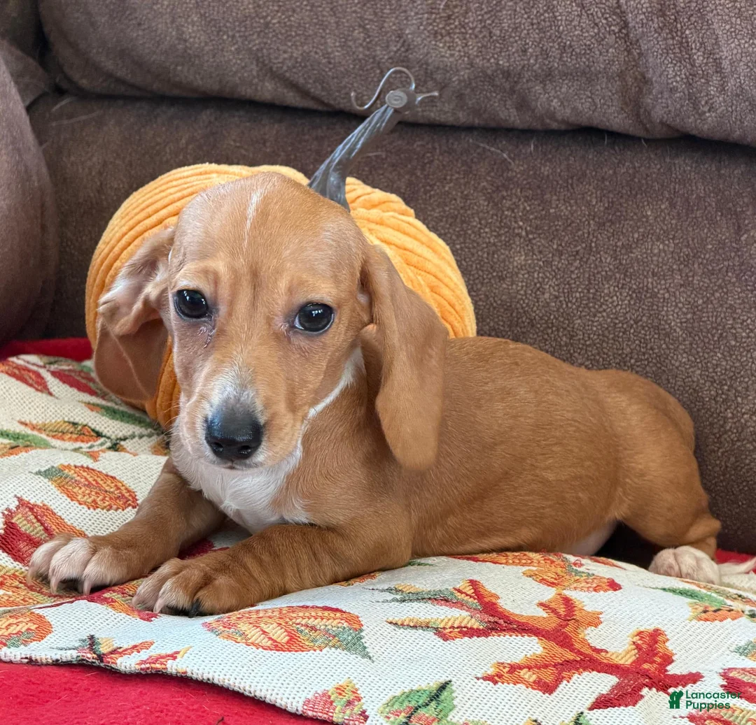 Miniature Dachshund dogs for sale: Annie - Ad 3