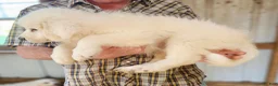 Great Pyrenees dogs for sale: Great Pyrenees  - Ad 6