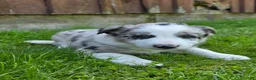 Border Collie dogs for sale: Huck - Ad 3