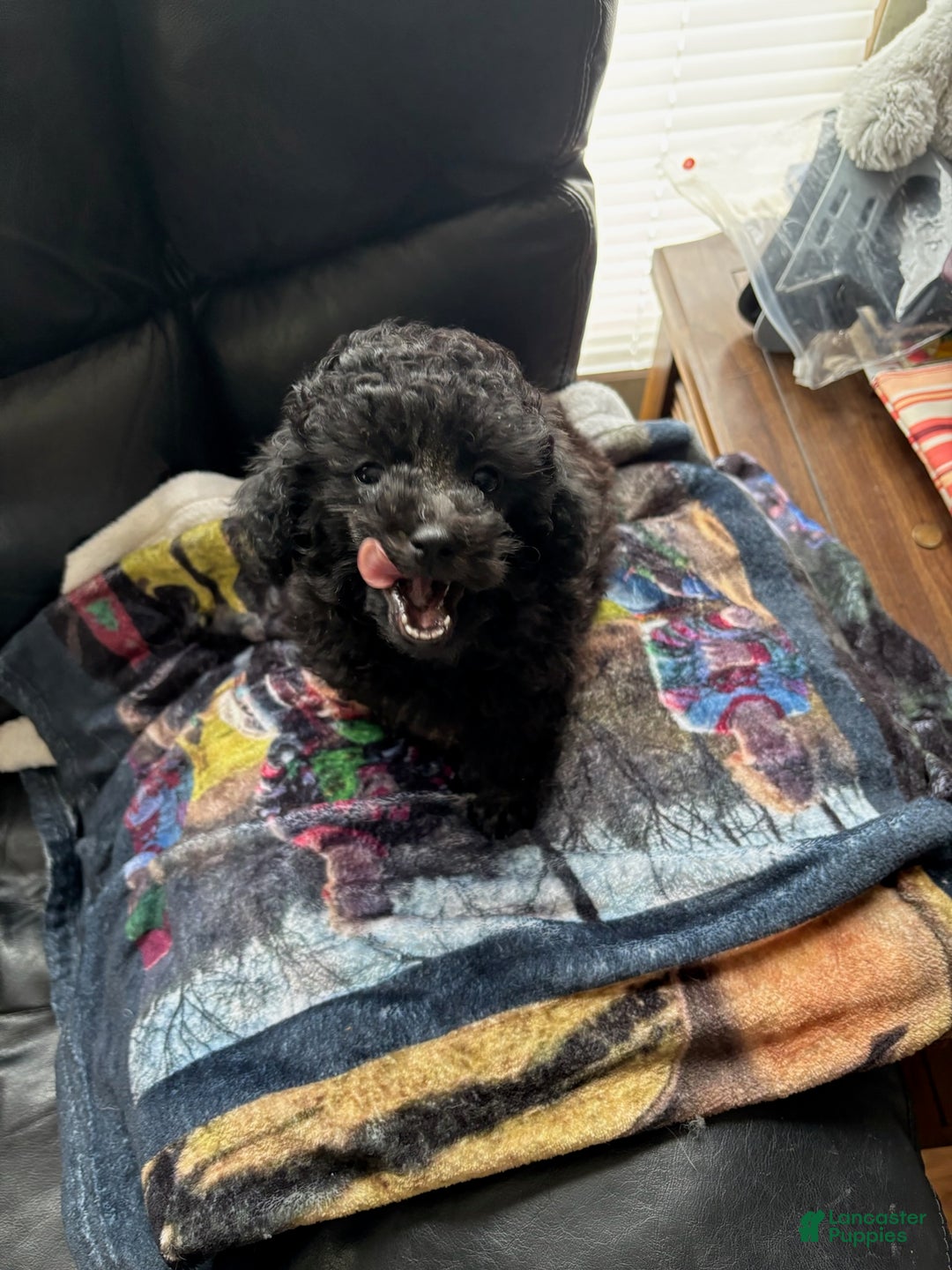 Toy Poodle dogs for sale: Holly - Ad 3