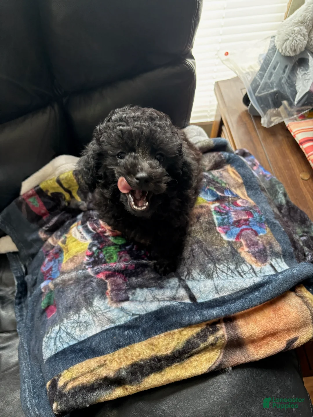 Toy Poodle dogs for sale: Holly - Ad 3