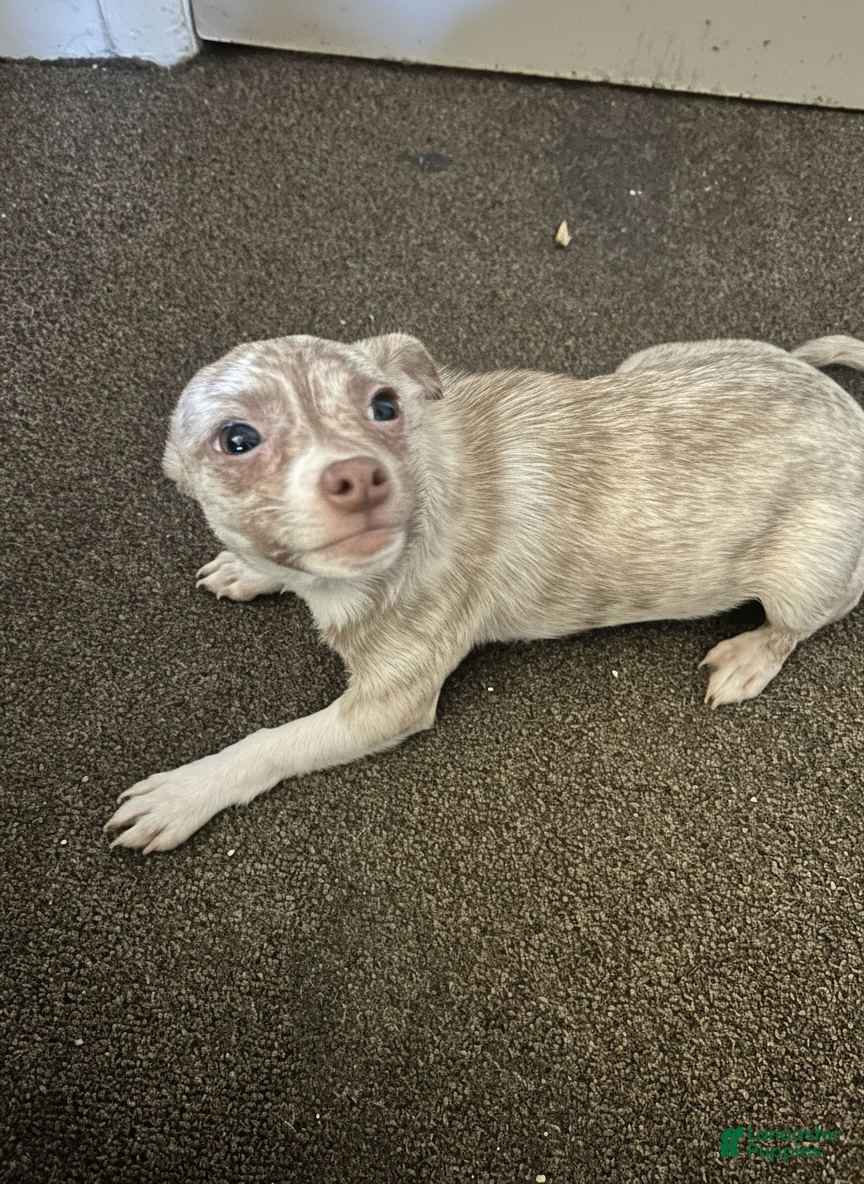 Chihuahua dogs Chihuahua Puppy 3 - Ad 41