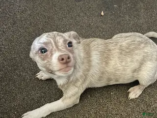 Chihuahua dogs Chihuahua Puppy 3 - Ad 41