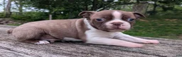 Boston Terrier dogs for sale: Polly - Ad 7