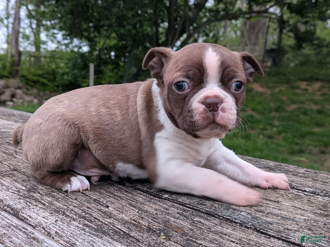 Boston Terrier dogs for sale: Polly - Ad 7
