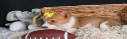 Welsh Corgi Pembroke dogs for sale: Izzy - Ad 14