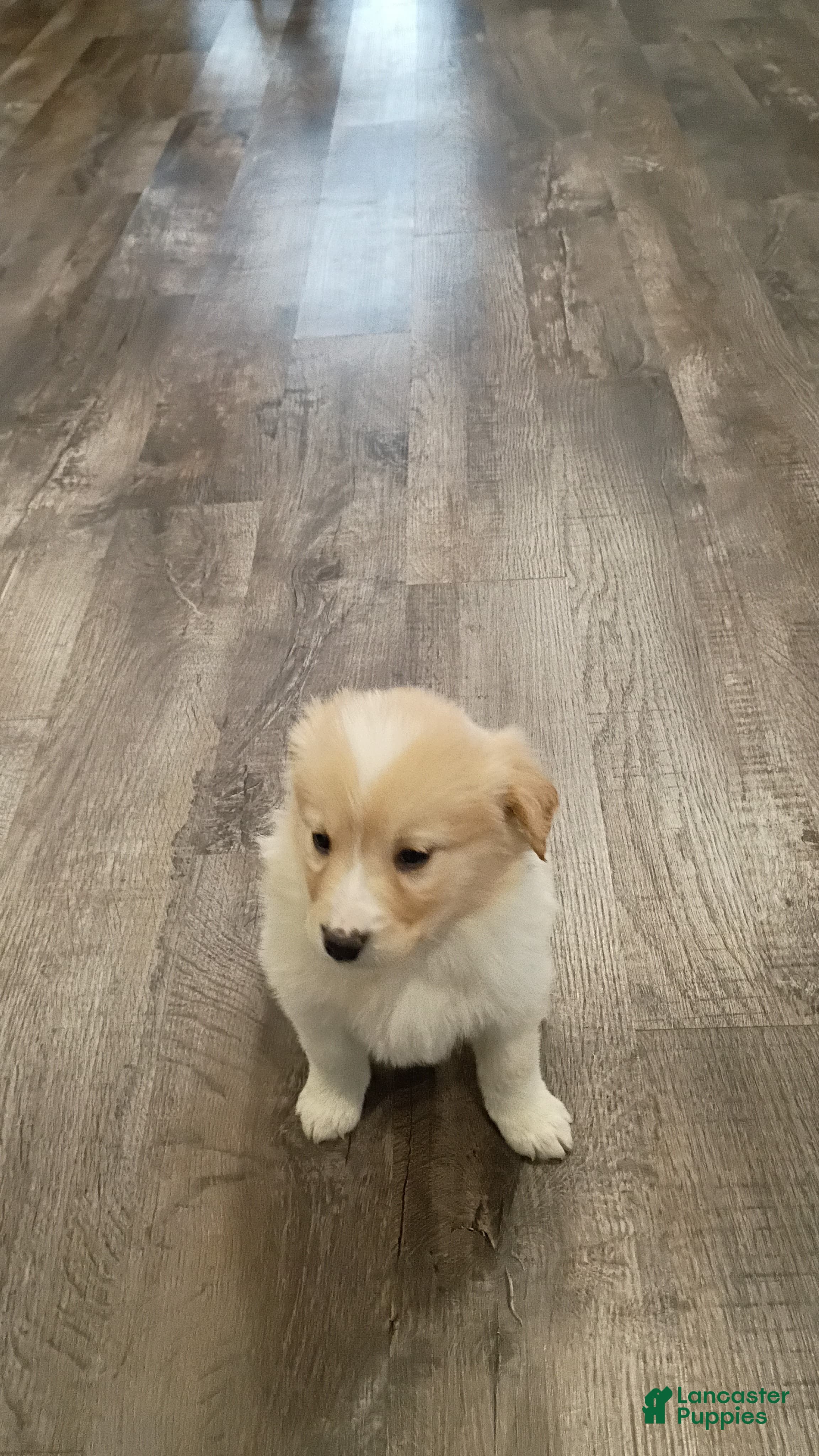 Mixed Breed dogs Bella💕 - Ad 40