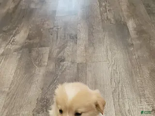 Mixed Breed dogs Bella💕 - Ad 40