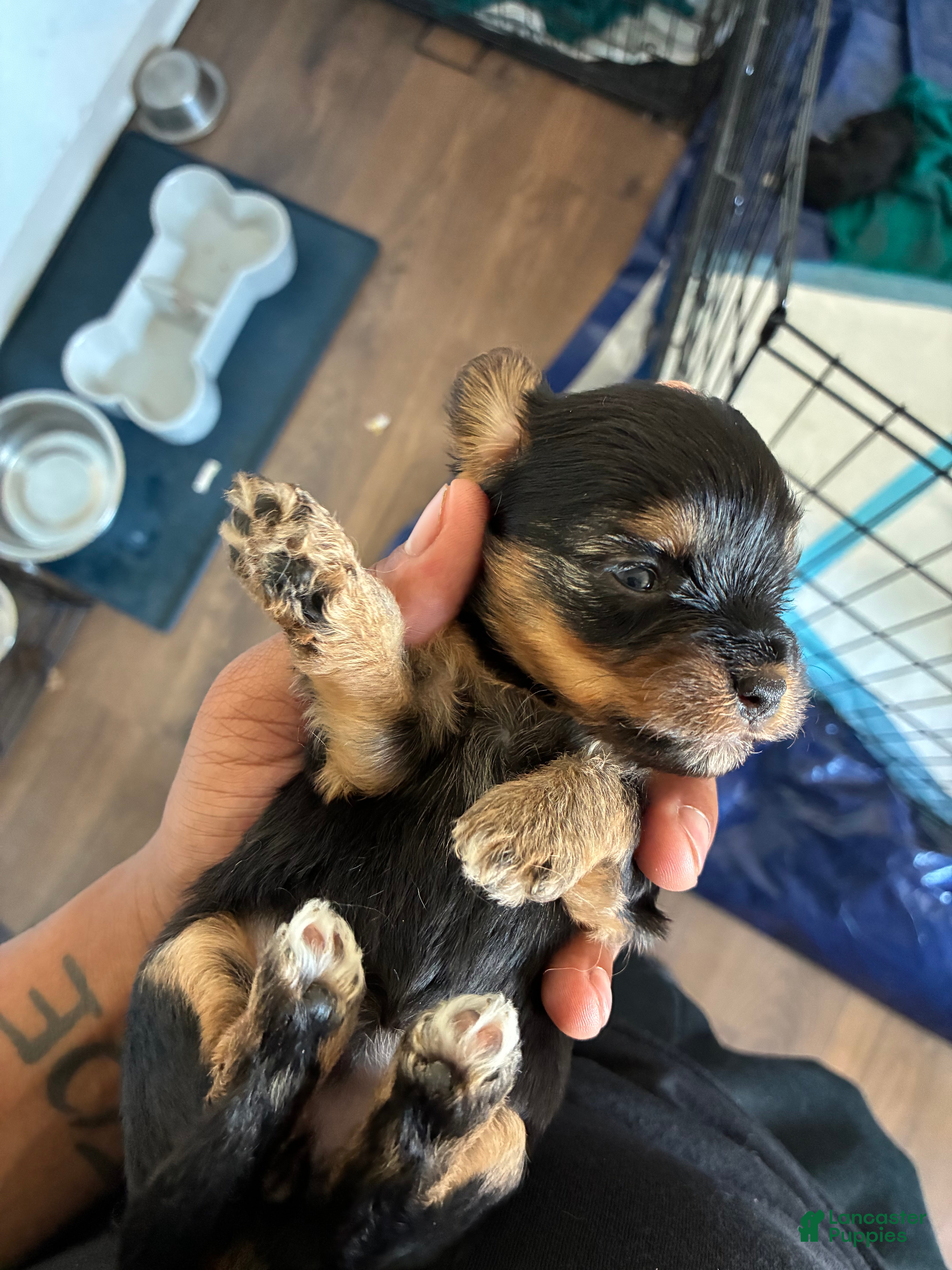 Yorkiepoo dogs Yorkiepoo 1 - Ad 7