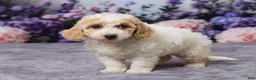 Bichpoo dogs for sale: Daisy - Ad 5