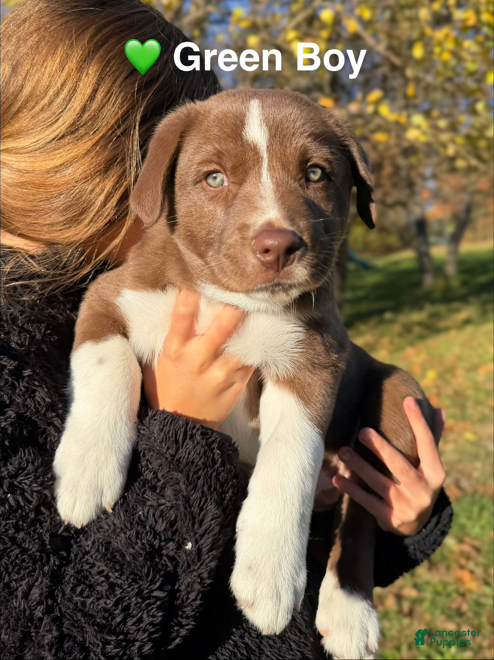 Mixed Breed dogs for sale: Green - Ad 1