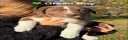 Mixed Breed dogs for sale: Green - Ad 1