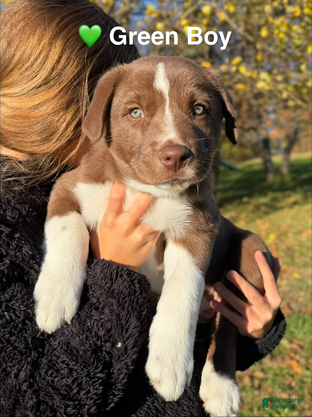 Mixed Breed dogs for sale: Green - Ad 1