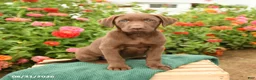 Labrador Retriever dogs for sale: Keegan - Ad 1