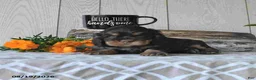 Cocker Spaniel dogs for sale: Coco  - Ad 4