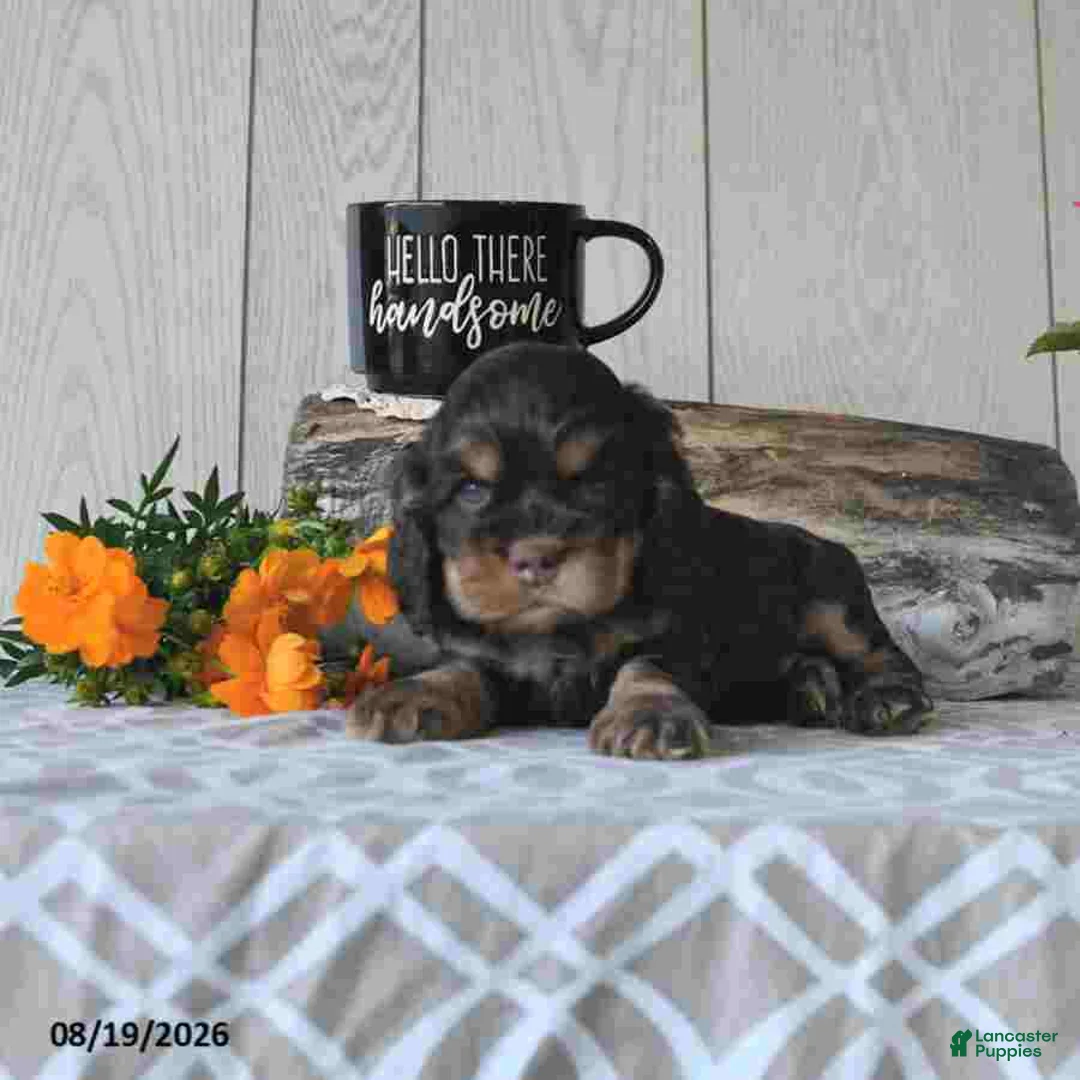 Cocker Spaniel dogs for sale: Coco  - Ad 4