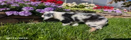 Cocker Spaniel dogs for sale: Anna - Ad 11