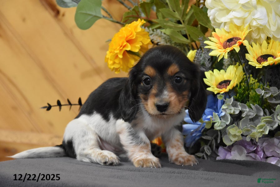 Miniature Dachshund dogs Abby - Ad 35