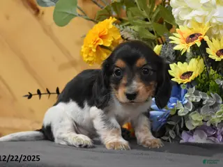 Miniature Dachshund dogs Abby - Ad 21