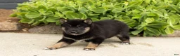 Shiba Inu dogs for sale: Lila  - Ad 5