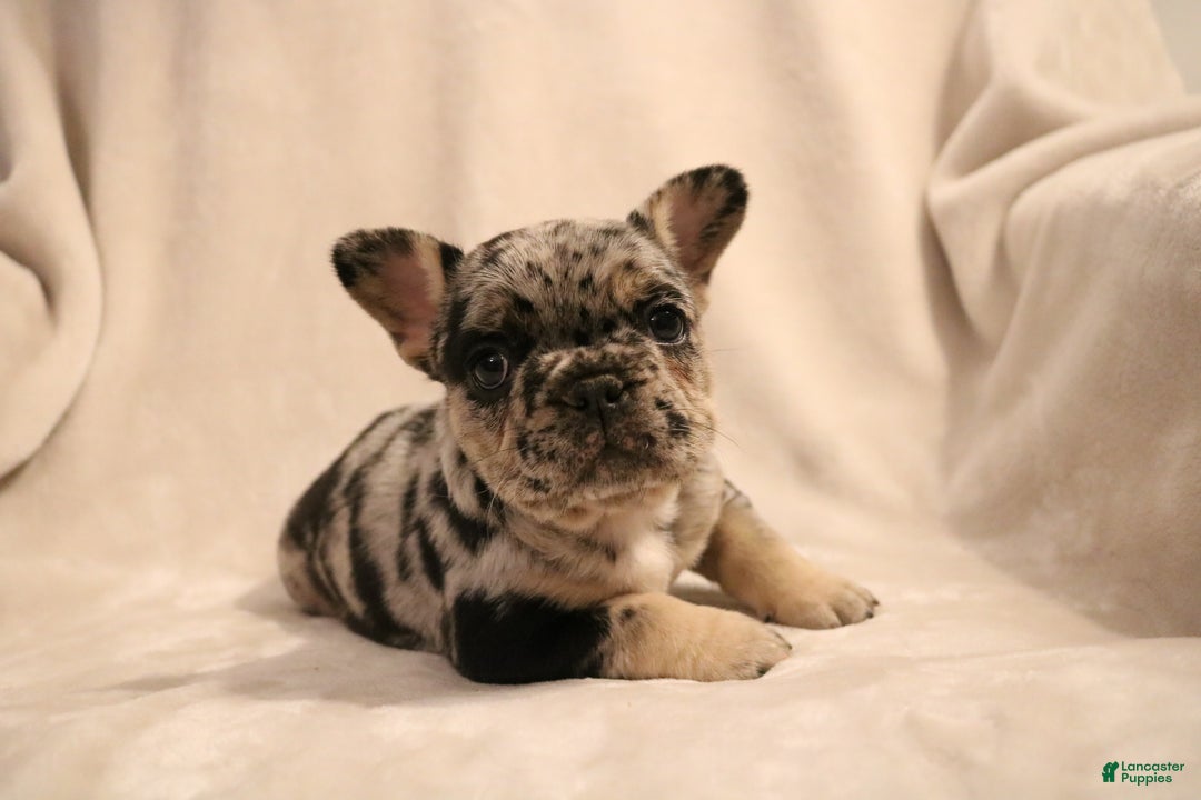 French Bulldog dogs for sale: Winnie - Ad 5