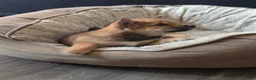 Shiba Inu dogs for sale: Shiba Inu 2 - Ad 7