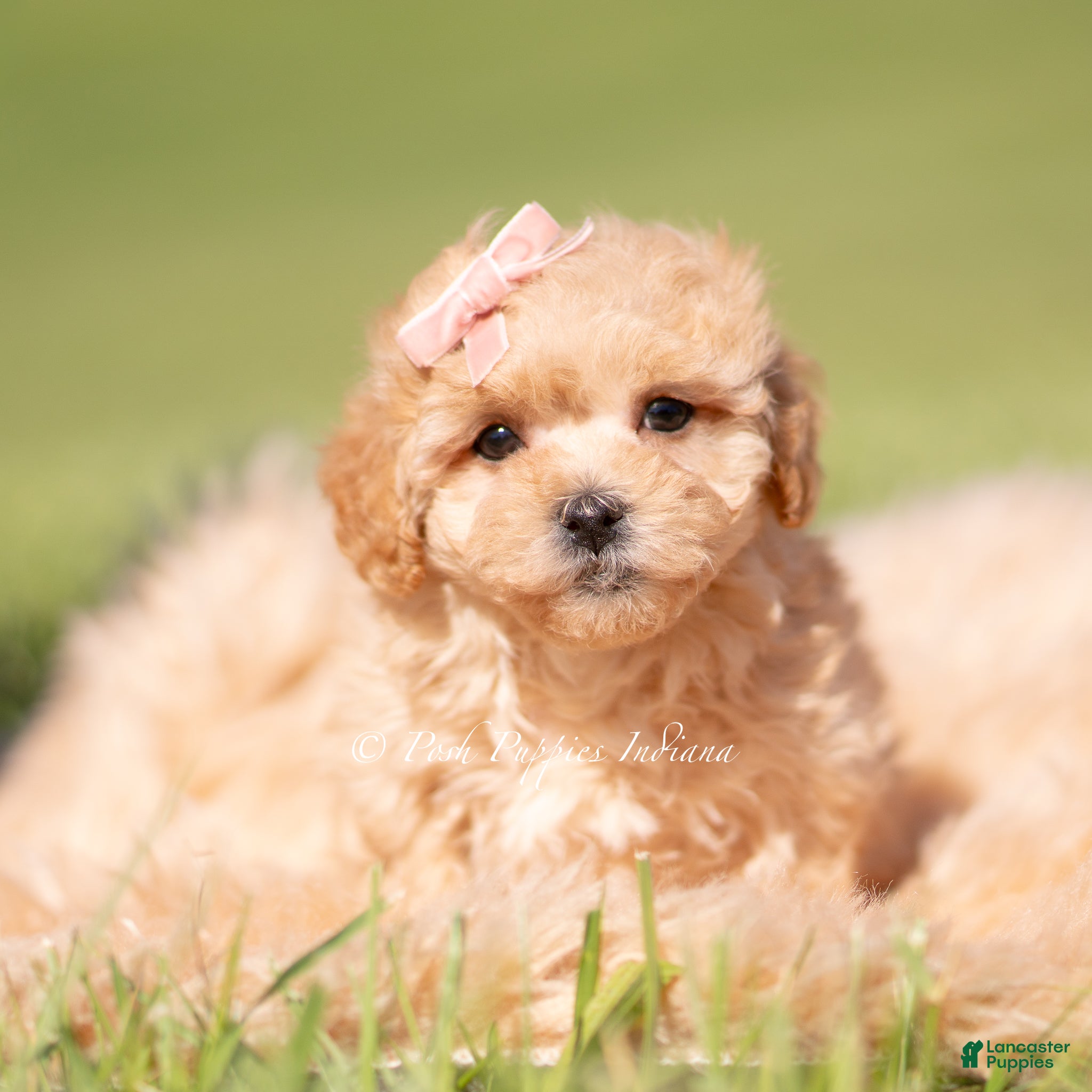 Maltipoo dogs Marigold F1B - Ad 18