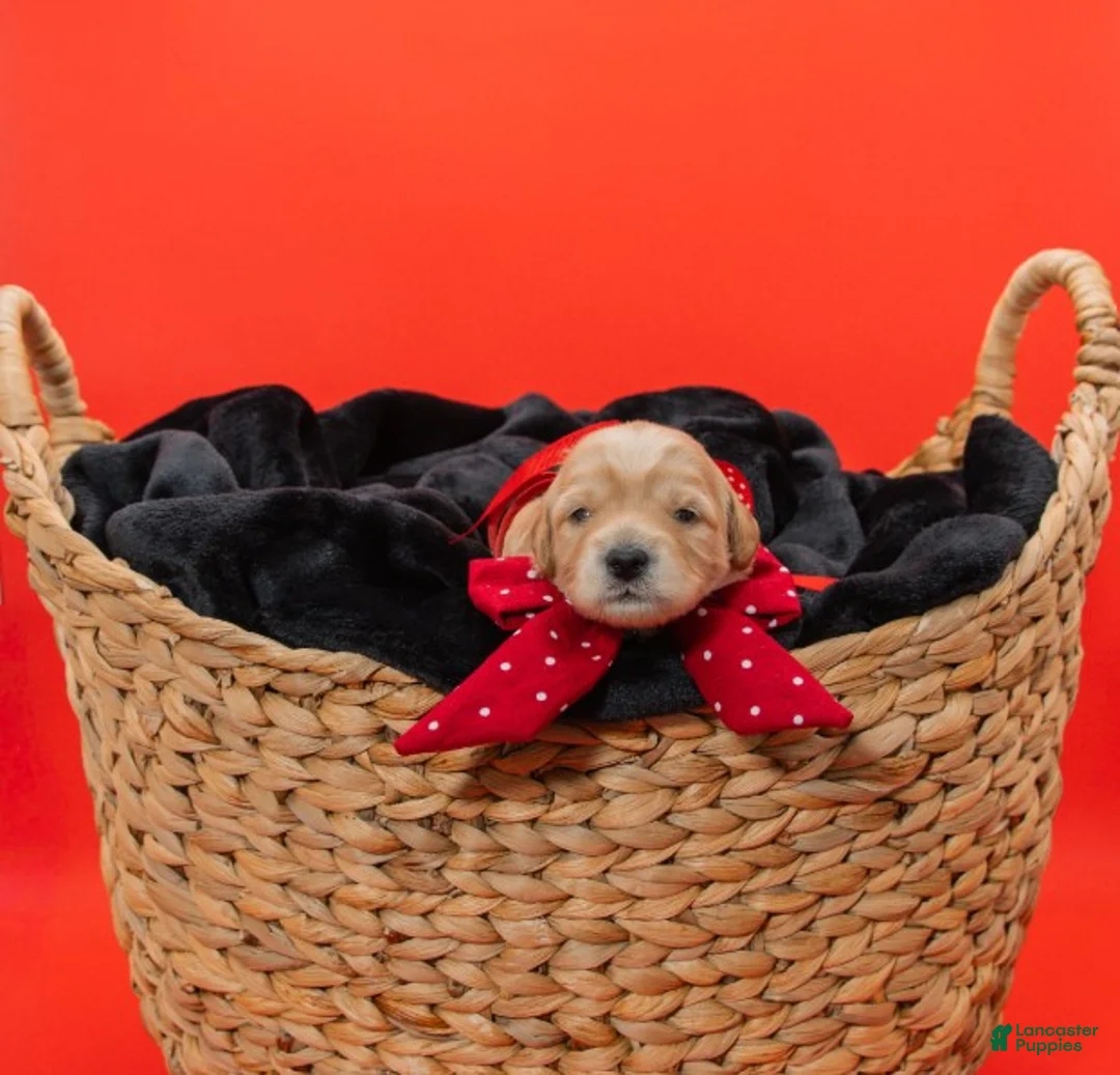 Goldendoodle dogs for sale: Marcia - Ad 1