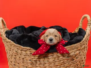 Goldendoodle dogs for sale: Marcia - Ad 2