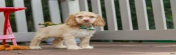 Cocker Spaniel dogs for sale: Theo - Ad 1