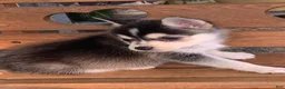 Alaskan Klee Kai dogs for sale: Scout – Tiny Size Mini Husky Boy - Ad 8