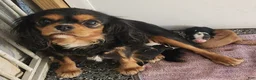 Cavalier King Charles Spaniel dogs for sale: Percy #2 Female - Ad 4