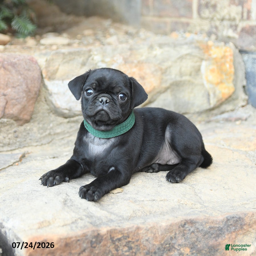 Pug dogs Pansy - Ad 2