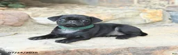 Pug dogs for sale: Pansy - Ad 2