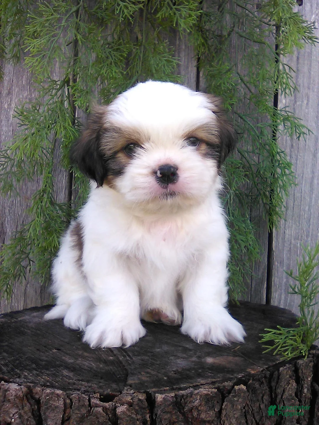 Gallery Image {{count}}