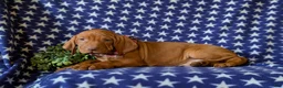 Vizsla dogs for sale: Hardyn - Ad 5