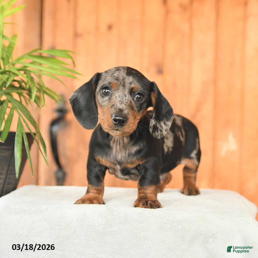 Miniature Dachshund dogs Asher - Ad 2