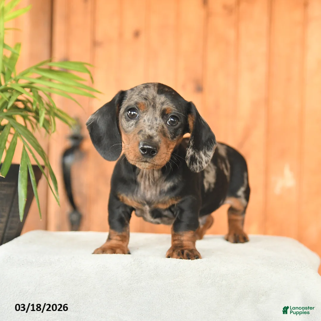 Miniature Dachshund dogs for sale: Asher - Ad 2