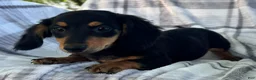 Dachshund dogs for sale: Dirk - Ad 3