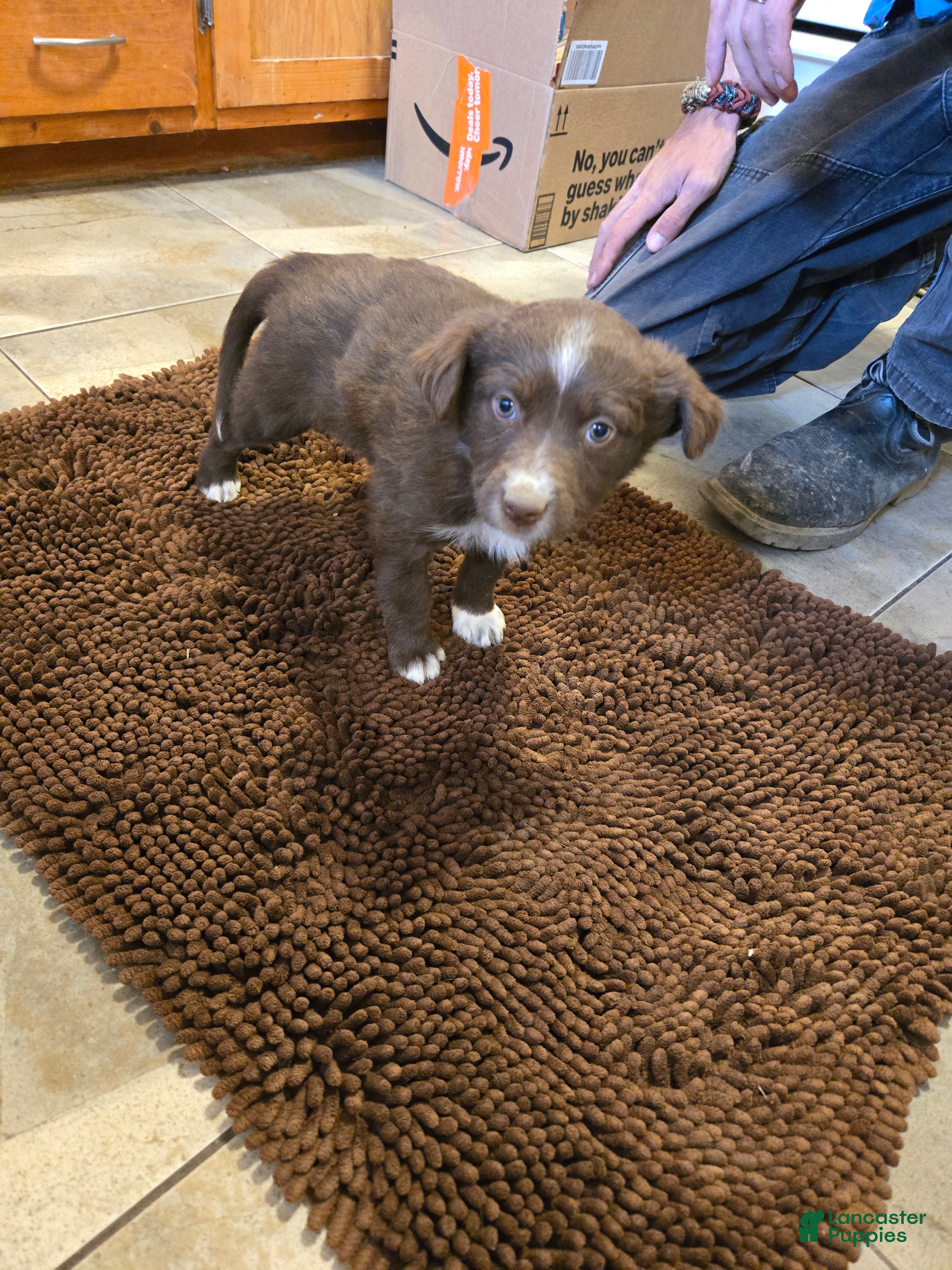 Australian Shepherd dogs Susanna - Ad 3