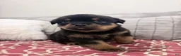 Rottweiler dogs for sale: Pink female  - Ad 3