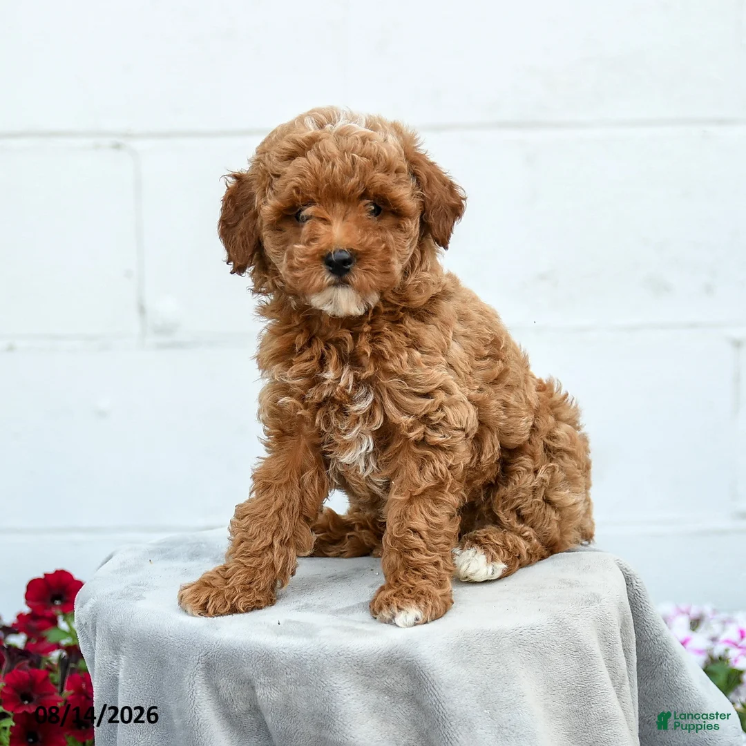 Miniature Poodle dogs for sale: Fuscia  - Ad 1