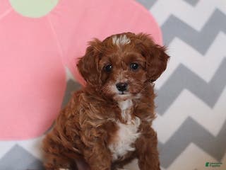 Cavapoo dogs Princess - Ad 28