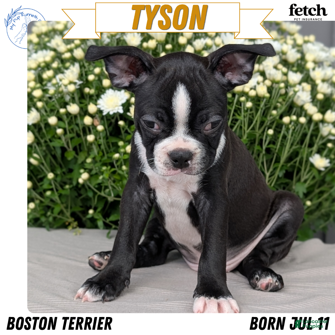 Tyson